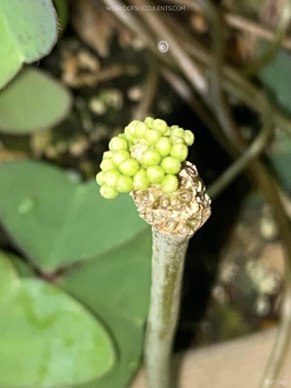 Hoya cinnamomifolia