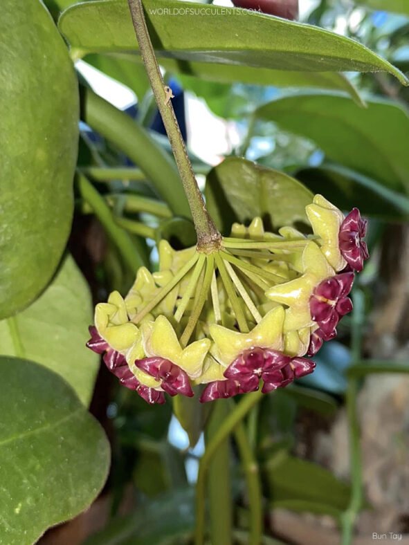 Hoya cinnamomifolia
