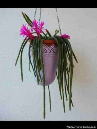dónde colocar los cactus