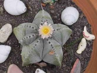 Astrophytum asterias