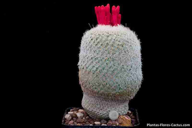 Epithelantha micromeris Flores de cactus raras