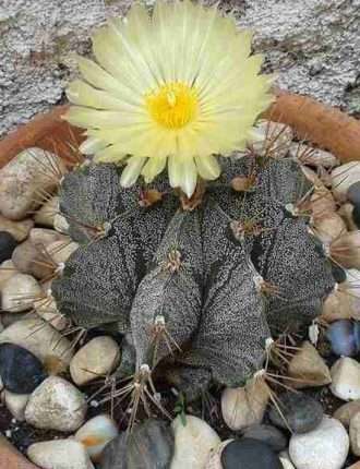 Astrophytum ornatum var. mirbellii en flor