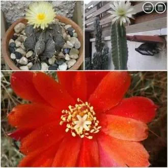Cactus San Pedro florecido y mas de - Francia Tobon - 2025