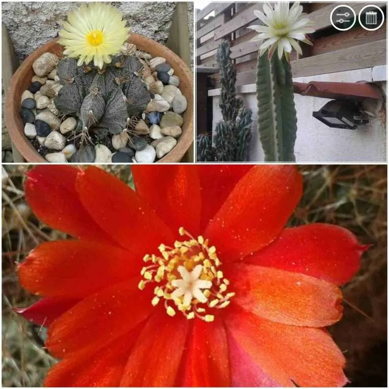 Cactus San Pedro florecido y mas de - Francia Tobon - 2024