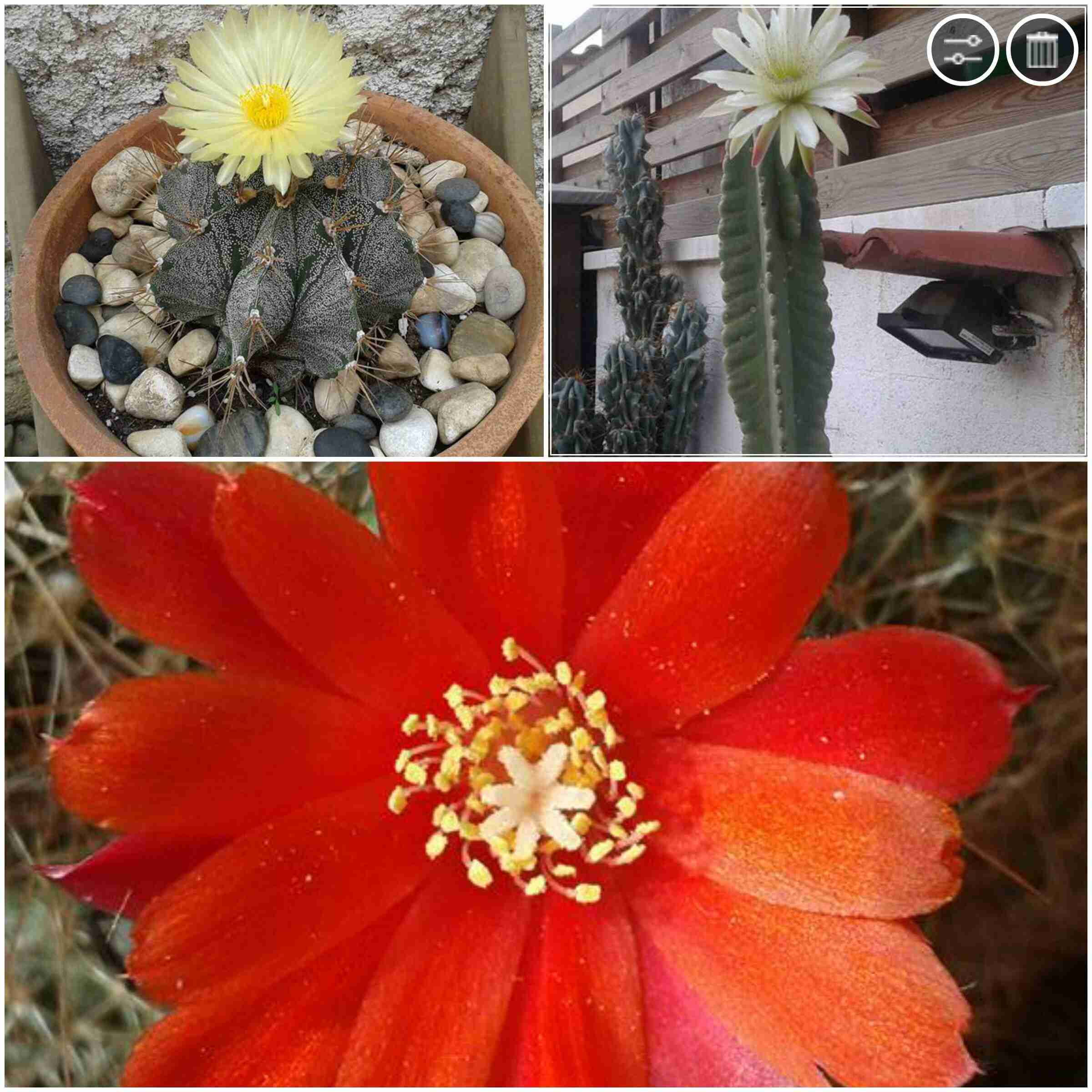 Cactus San Pedro florecido y mas de - Francia Tobon - 2022