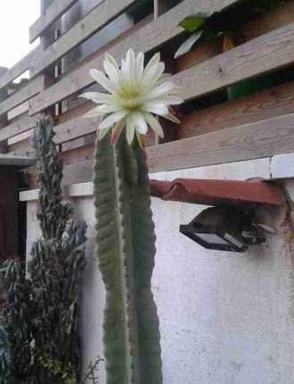 Cactus San Pedro en Flor