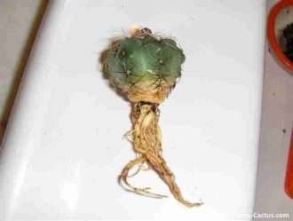 Guia para Trasplantar un cactus