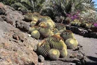 cactus hábitat natural