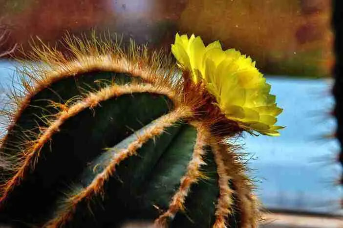 epoca del año trasplantar cactus