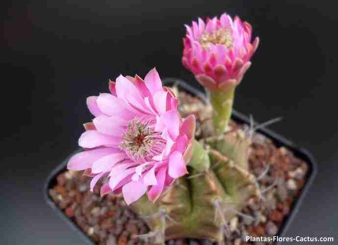 floración de cactus Gymnocalycium cactus con 2 flores color rosadas y rosada calida