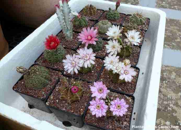 Floración de cactus Gymnocalycium Cactus florecidos, hermosos con flores de color blancas y rosadas