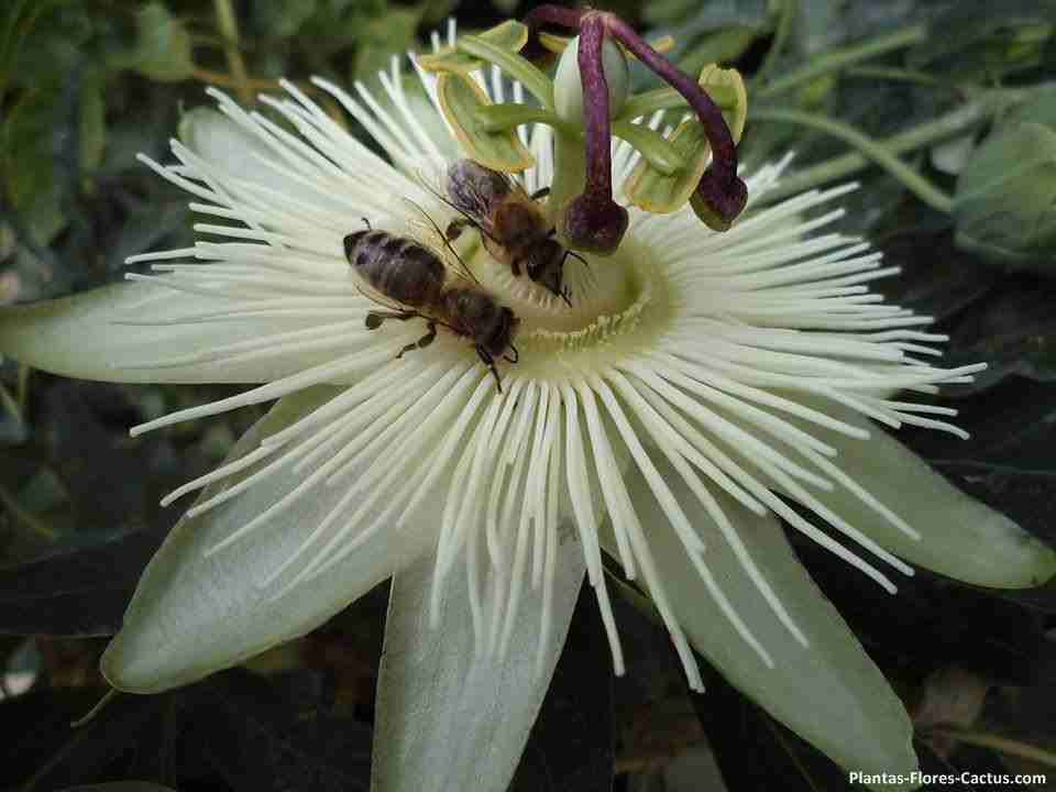Flor blanca de pasionaria siendo polinizada por dos insectos