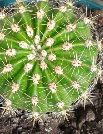 Echinopsis oxygona