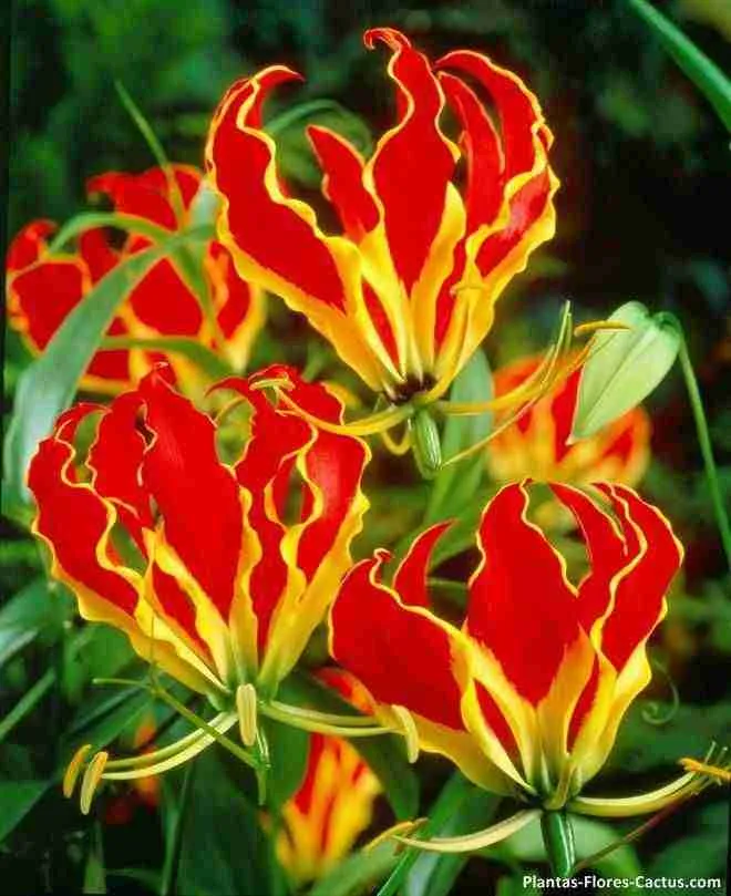 Flame Lily Gloriosa