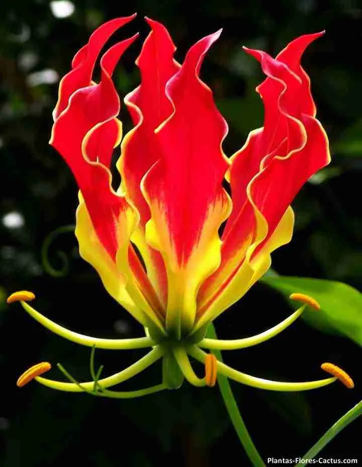 Flame-Lily-Gloriosa