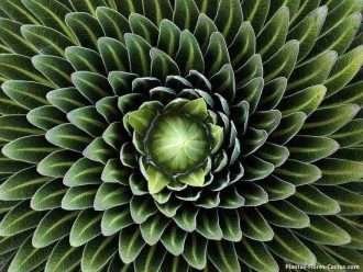 geometrica