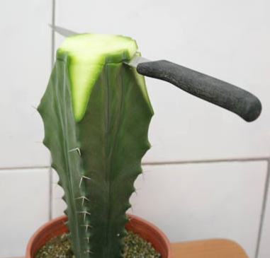 poda de cactus