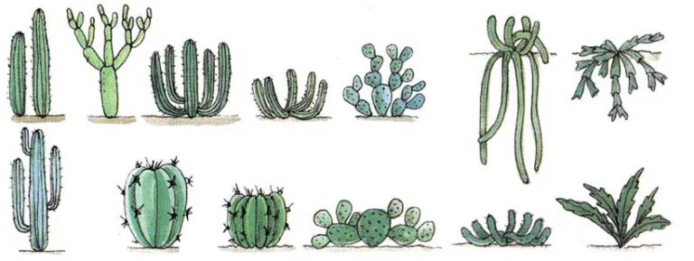 variedad de cactus