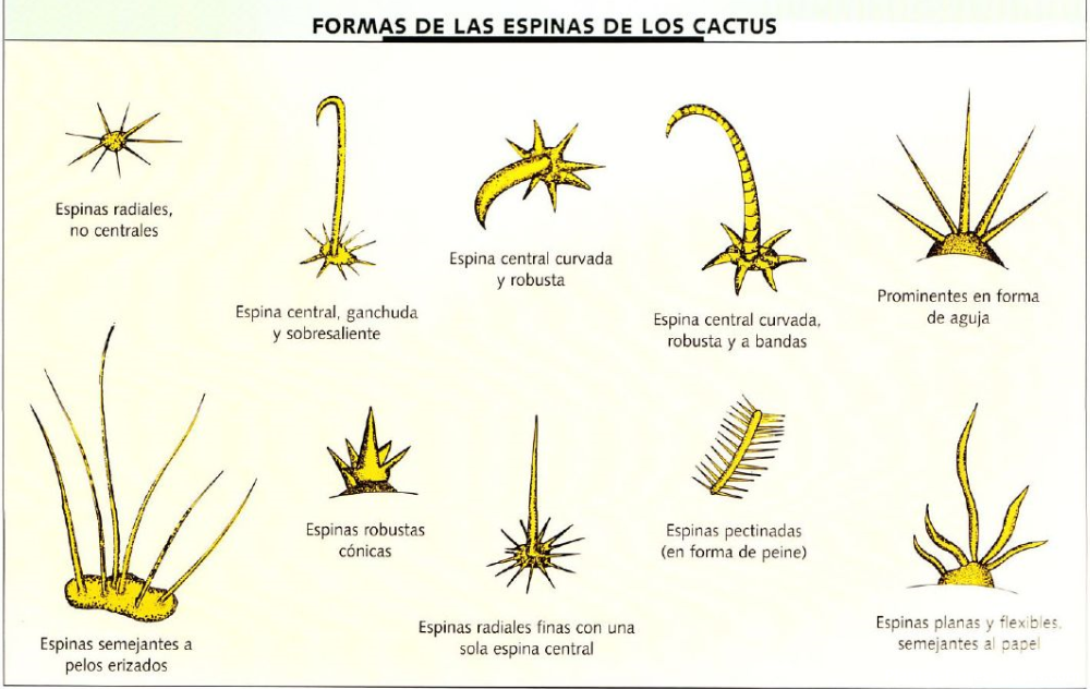 Como sacar espinas de cactus
