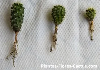 4 Tipos de raíces de cactus + Consejos de cultivo 2023