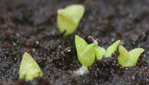 Germinar semillas de cactus - Todo lo que necesitas saber para tener EXITO 2023