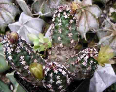 Cactus mas pequeño del mundo Echinocereus davisii y "brevispinus" 2022