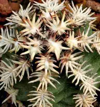 Cactus mas pequeño del mundo Echinocereus davisii y "brevispinus" 2023