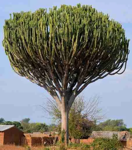 Cactus Candelabro (Increible) o Euphorbia Candelabrum 2023