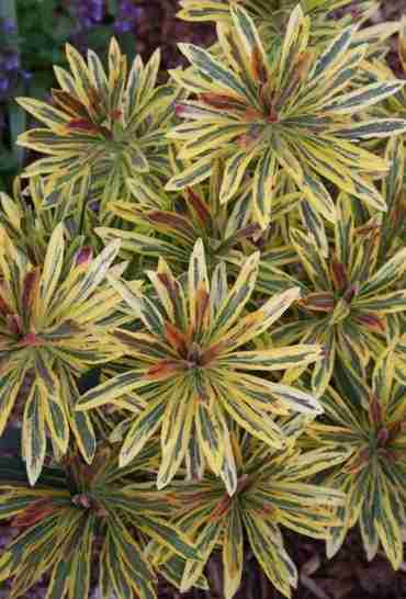Euphorbia Ascot Rainbow, Cuesta 5 mil dolares según su creador 2022