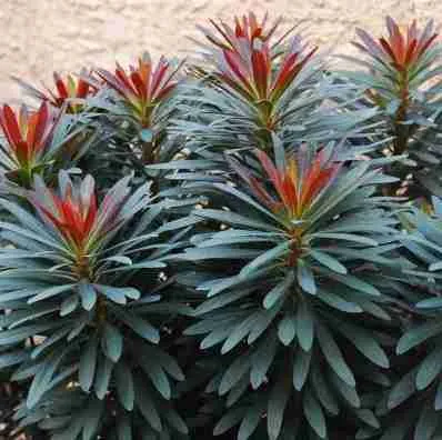 Euphorbia Blackbird - Maravillosa creación del hombre 2023