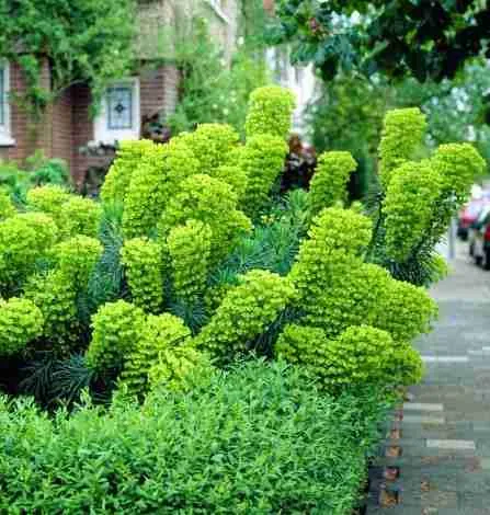 Euphorbia Characias - Admira esta belleza para tu jardin 2023