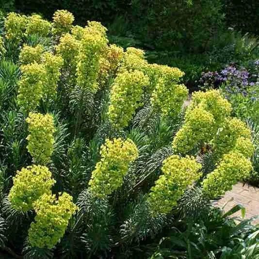 Euphorbia Characias
