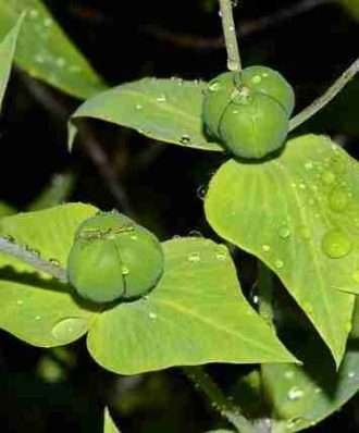 Euphorbia Lathyris
