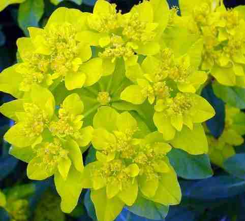 Euphorbia Polychroma - La noche buena "amarilla", muy linda!! 2022