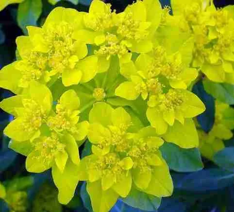 Euphorbia Polychroma - La noche buena "amarilla", muy linda!! 2023