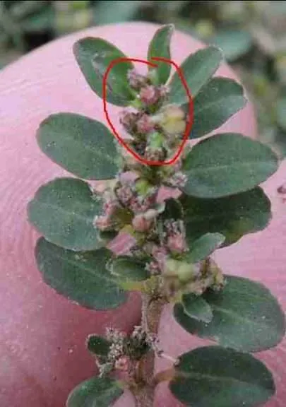 Euphorbia Prostrata - Conoce esta fea pero peculiar planta suculenta! 2024