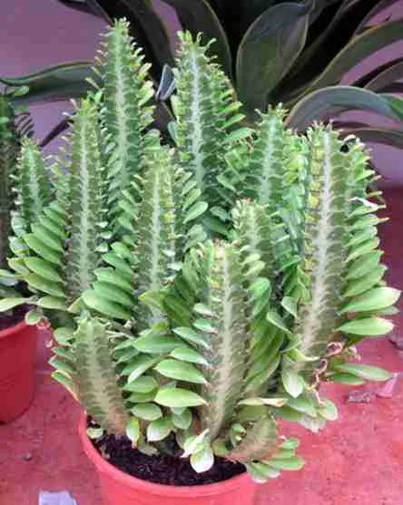 Euphorbia Trigona o Cactus Catedral -Rareza y Belleza 2023