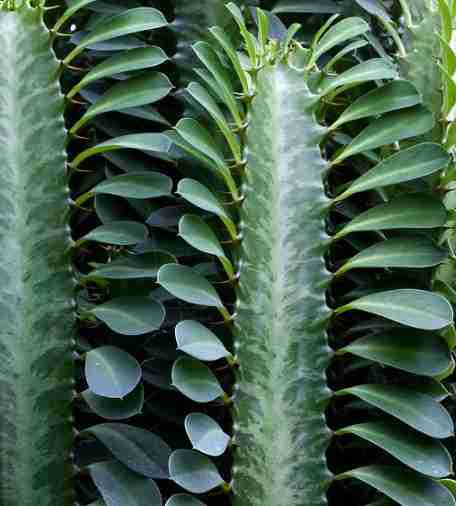 Euphorbia Trigona o Cactus Catedral -Rareza y Belleza 2024