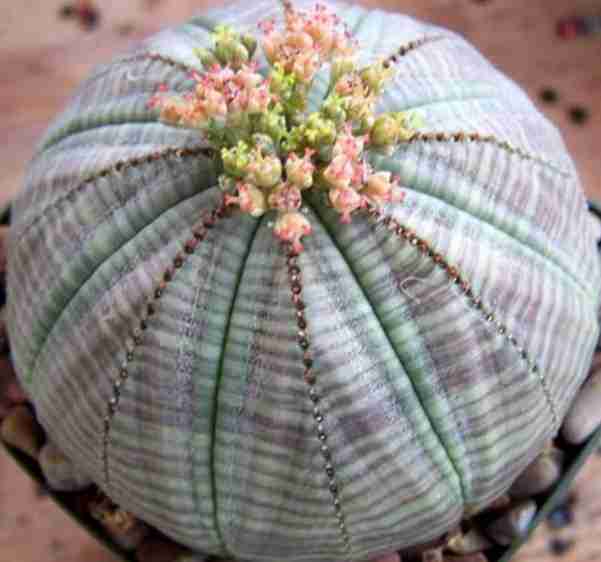 Euphorbia obesa - El cactus que no es! 2023