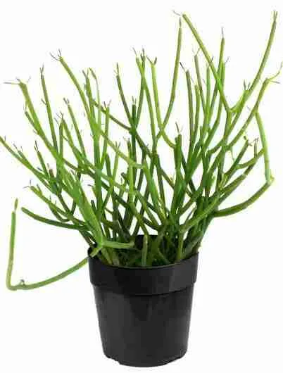 Euphorbia tirucalli - Árbol de los dedos 2023