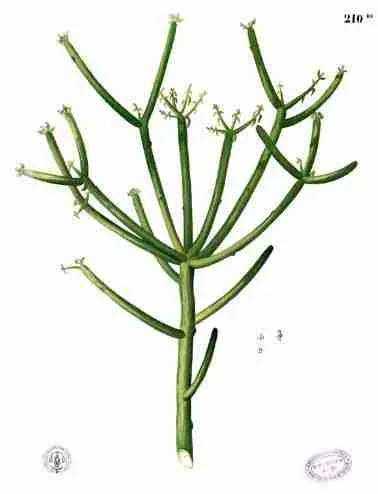Euphorbia tirucalli - Árbol de los dedos 2025