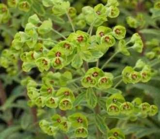 Euphorbia. x martinii