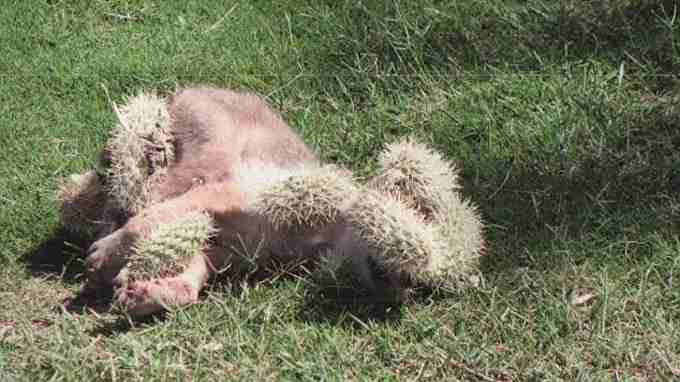 Increible!! Un cachorro de lobo, desesperado por ayuda. Lleno de espinas de Cactus (Opuntia) 2022