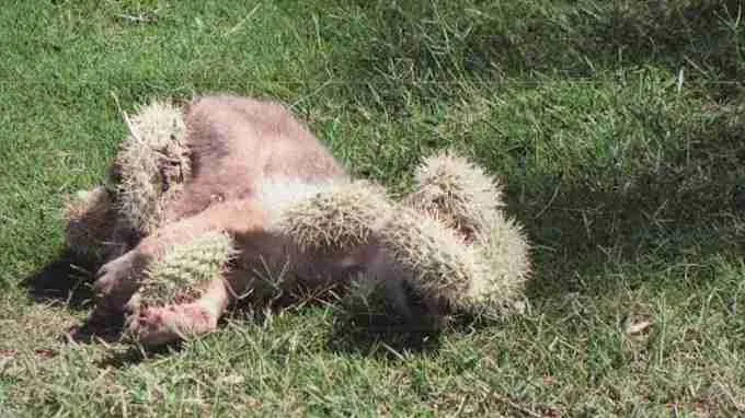 Increible!! Un cachorro de lobo, desesperado por ayuda. Lleno de espinas de Cactus (Opuntia) 2023