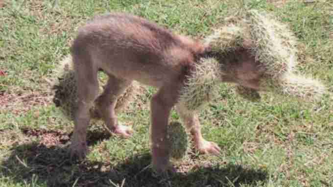Increible!! Un cachorro de lobo, desesperado por ayuda. Lleno de espinas de Cactus (Opuntia) 2022