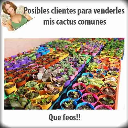 Posibles clientes para venderles mis cactus comunes 2023