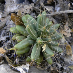 Mammillaria longimamma (cactus de dedo)