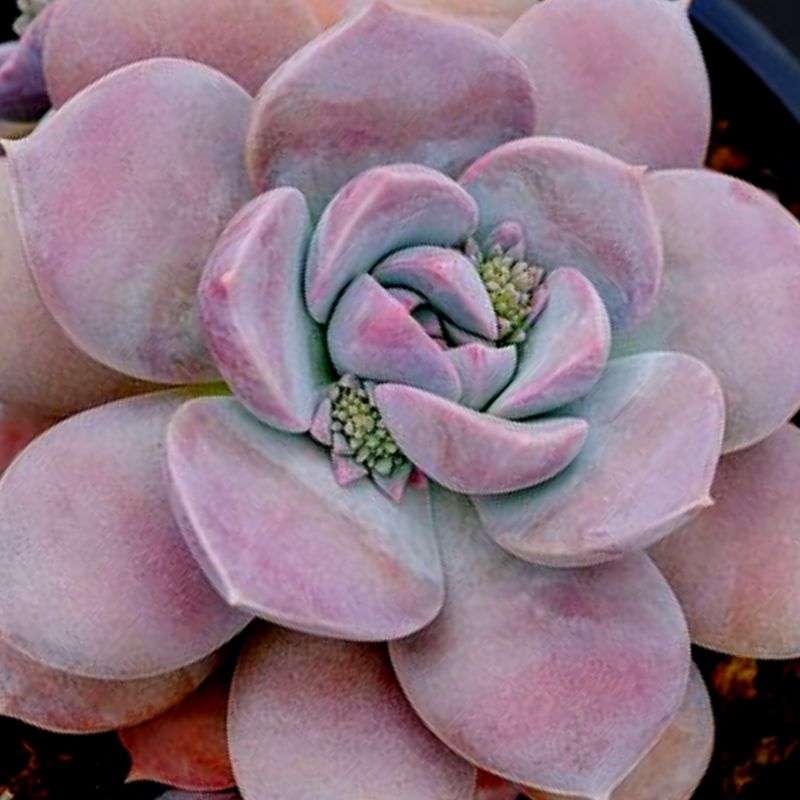 Hermoso ejemplar de Sedum sinforosanum, rosado, hojas gruesas, con pimpollos.