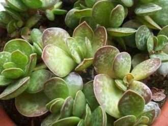 Adromischus caryophyllaceus