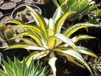 Agave salmiana var.  ferox 'Medio Picta'